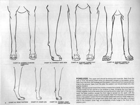 Forelegs