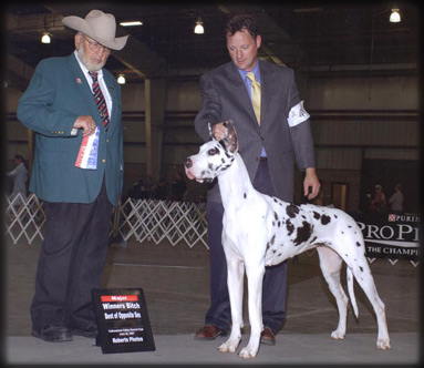 Kent Meyer handling harlequin Great Dane Skyy