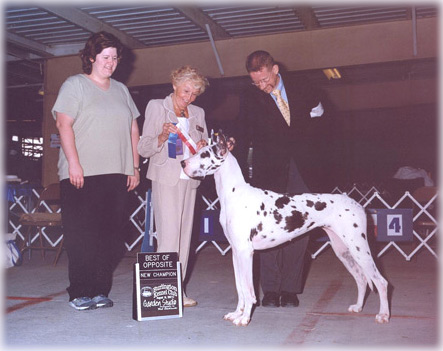 Great Dane Show Photo - New Champion