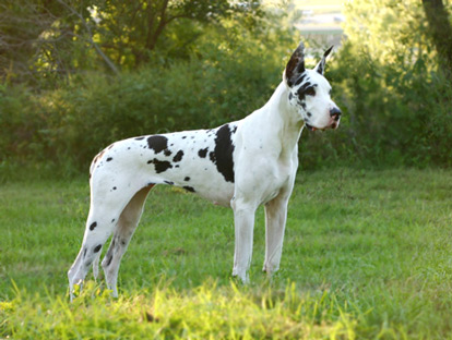 CH Harlequin Great Dane