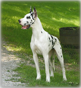 Harlequin Dane