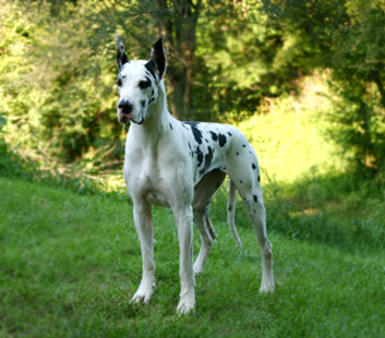 Harlequin Great Dane