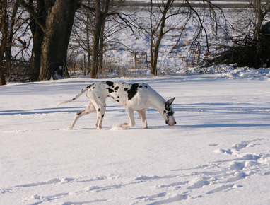 Dane in snow