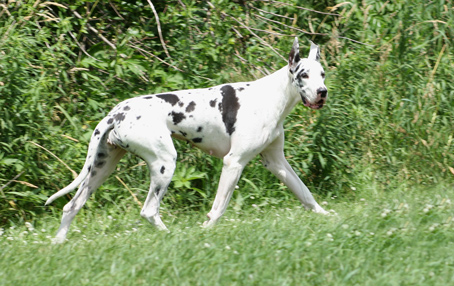 harlequin great dane moving