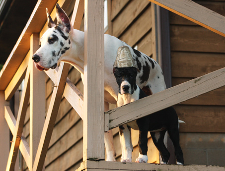 harl and mantle Danes