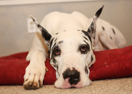 harl dane