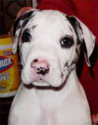 Great Dane puppy