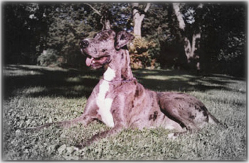 Merle Great Dane