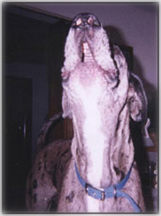 Great Dane howling