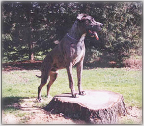 merle Dane