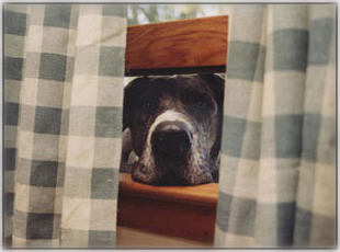 merle Dane