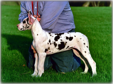 Great Dane puppy 3 months old