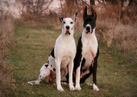 Harl & Mantle Great Danes