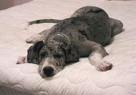merle Great Dane puppy