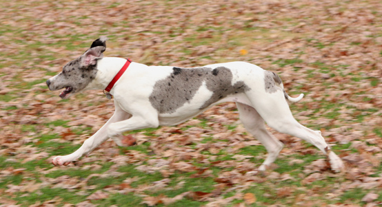 piebald merle dane