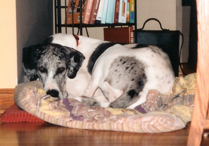 pie bald merle great dane