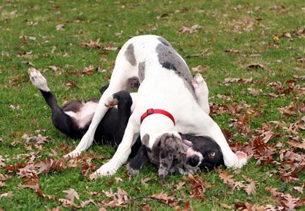 Great Dane puppies wrestling