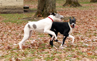 Great Danes playing