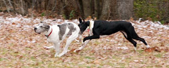 Great Danes running