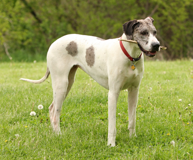 piebald merle Great Dane