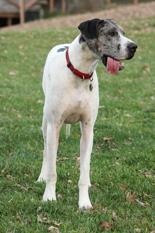 natural earred Great Dane