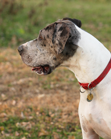 natural ear Great Dane
