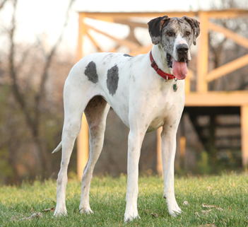 Great Dane