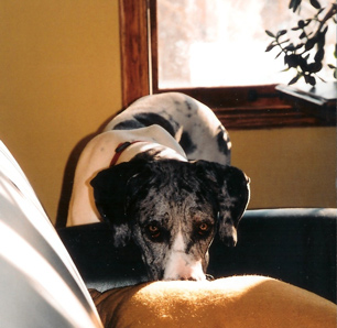 merliquin great dane
