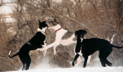 great danes playing