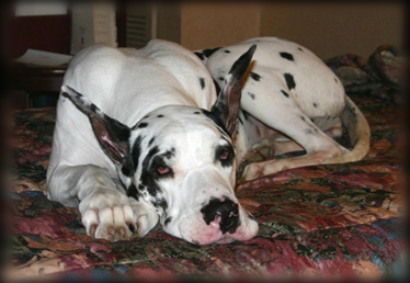 Harl Dane laying down - Skyy in Topeka