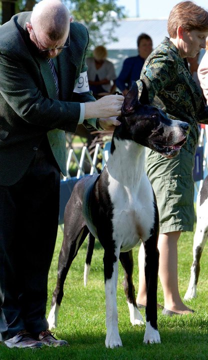 Mantle Dane in Bred-By Exhibitor Class