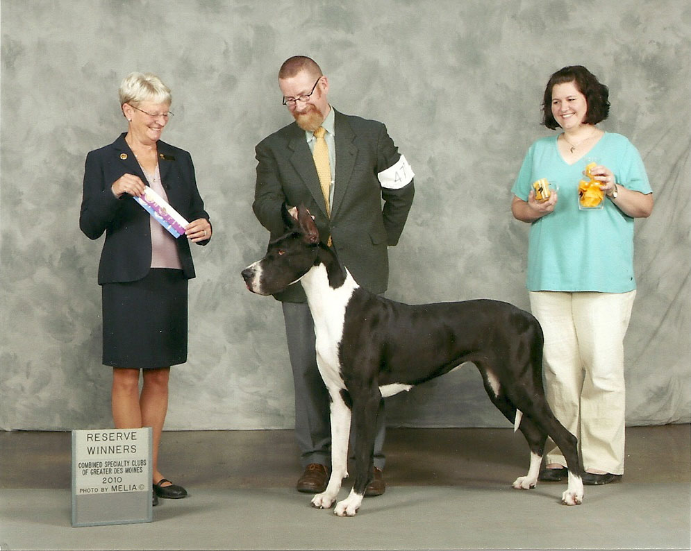 Mantle Great Dane 5 point major reserve