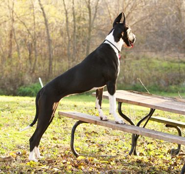 mantle great dane