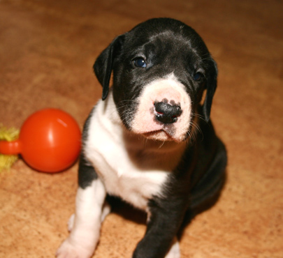 baby great dane