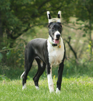 5 month old Great Dane