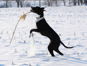 mantle dane playing