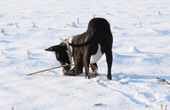 mantle dane playing