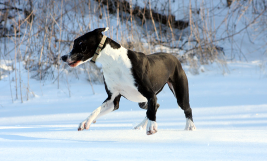 great dane zoomies