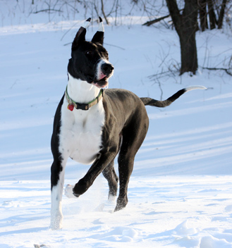 mantle great dane