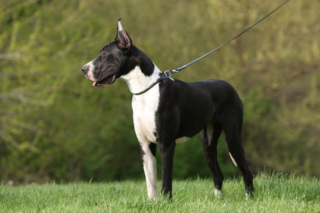 mantle great dane