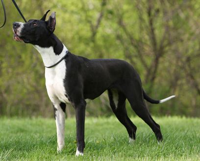 mantle great dane