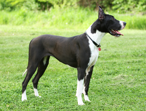 mantle great dane