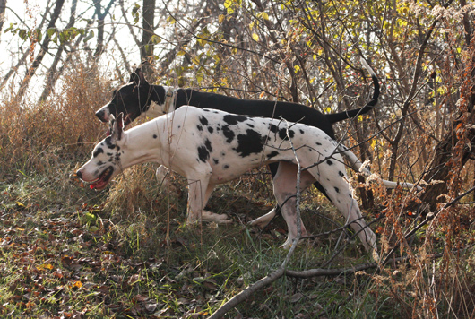 female Great Danes
