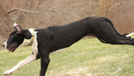 mantle great dane puppy running