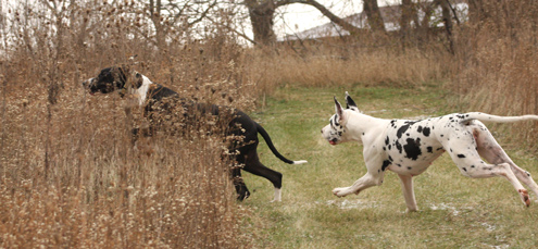 great danes playing