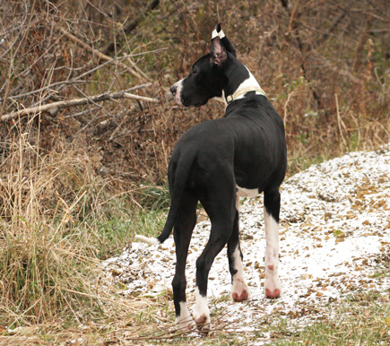 mantle great dane 7 months old