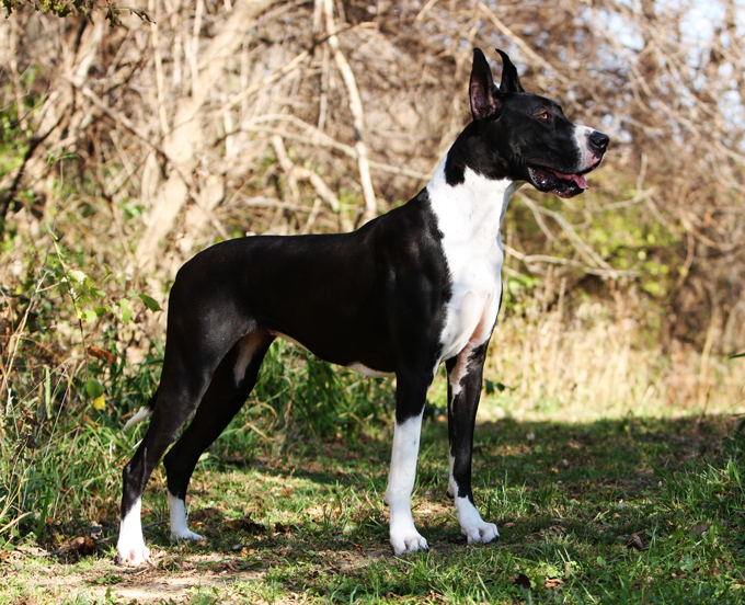 show marked mantle great dane