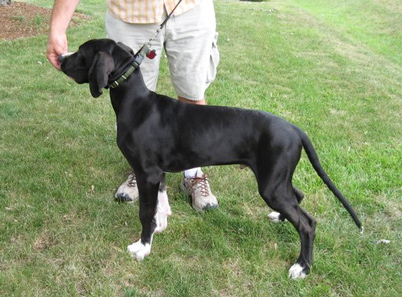 mis-marked mantle great dane puppy