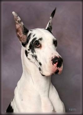 female harl Dane head study - Photo by Krisma Images