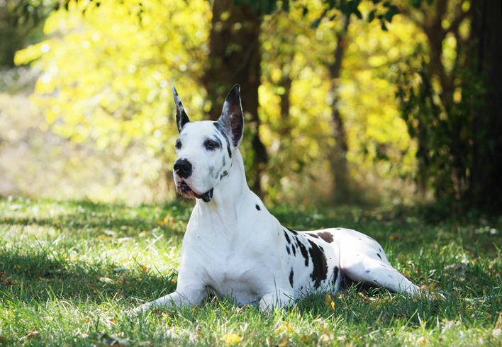 Harlequin Great Dane